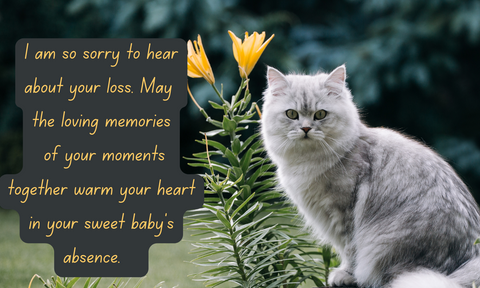 You Were My Purrfect Catpanion - For those Suffering the Loss of a Loved Little Furball